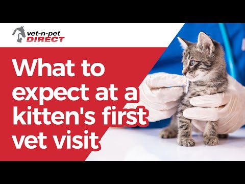 What to expect at a kitten's first vet visit