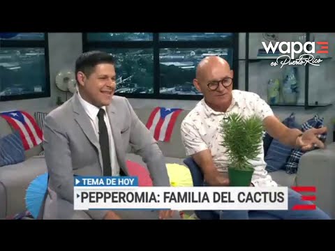 Douglas: Pepperomia, familia del cactus | WapaTV