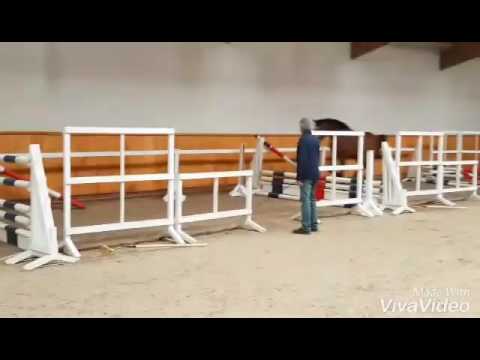 "Jungfrau 2.0" Stute von 2014 Numero  Uno  x Voltaire