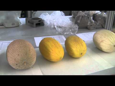 download lagu mp3 mp4 Nombres De Melones, download lagu Nombres De Melones gratis, unduh video klip Nombres De Melones