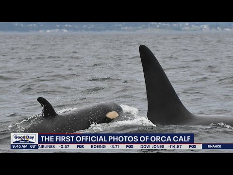 The first official photos of orca calf