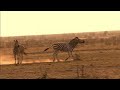 Zebra Performs Dangerous Kick During Fight With Opponent
