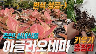 아글라오네마 키우기 