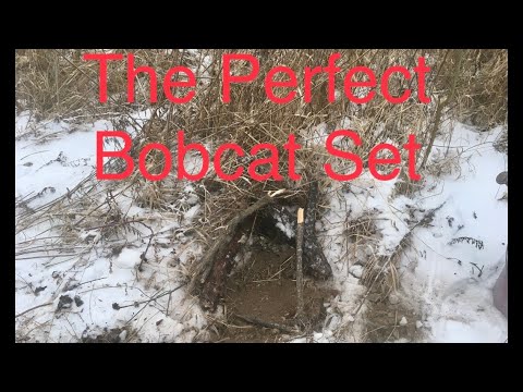 Bobcat Trapping (How To Trap For Bobcats)