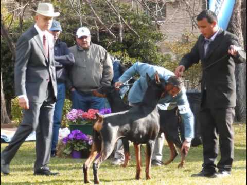 DOBERMANN CONAN VON SCHÒNHEITEN EL AUTENTICO ! .Recuerdo 50 aniversario D C A