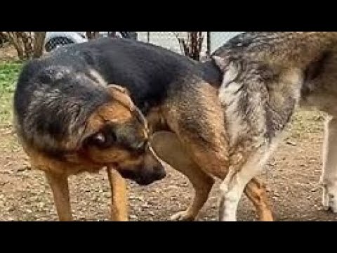 Enjoy dog waiting second mating meeting with beautiful female dog #dogmom #dog #cutedog 