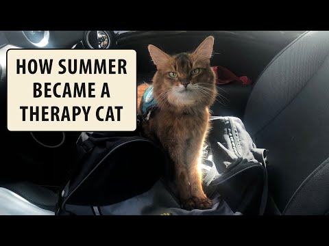It’s National Therapy Animal Day. Here’s how Summer Became a Therapy Cat  #shorts