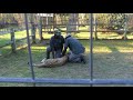 Cheetah Attack Guide South Africa Swung By Leg