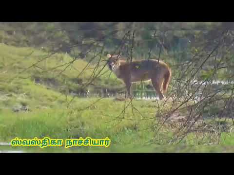 இரை வேட்டையில் புதுவையை அடுத்த கூனிமேட்டு வாசி. #ஸ்வஸ்திகா_நாச்சியார்#நரி