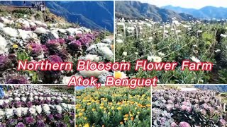 Download lagu Northern Bloosom Flower Farm Atok Benguet 2phE Vlo... mp3