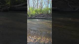 Video preview image #1 Labrador Retriever-Unknown Mix Puppy For Sale in Germantown, OH, USA