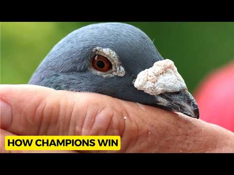 Nahrungsergänzungsmittel für Brieftauben – erklärt | Geheimnisse der Champions