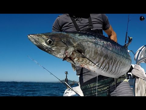 Easy Spanish Mackerel Techniques: Jigging / Live Bait / Dead Bait