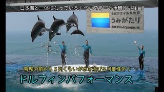 【うみがたり】イルカショー【上越水族館】