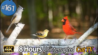 TV for Cats 😻8 Hours of Birds 🐦 and Squirrels 🐿 Uninterrupted Cat TV