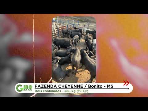 BOIADA JOVEM DE CRUZAMENTO INDUSTRIAL CHEGA A 19@ NO MS; VEJA DETALHES