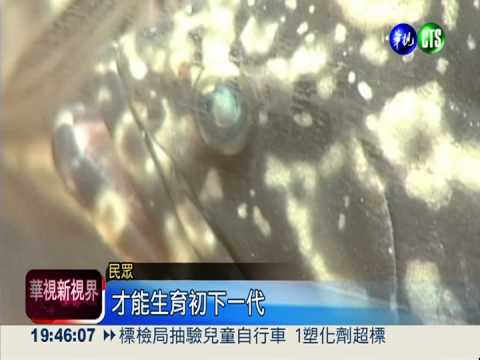 新品種龍虎斑 集結優點更美味