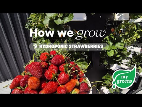 How to grow Strawberries in an NFT hydroponic system | My Greens NZ