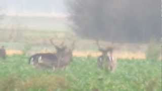 preview picture of video 'Fallow Deer near Langtoft, Lincolnshire'