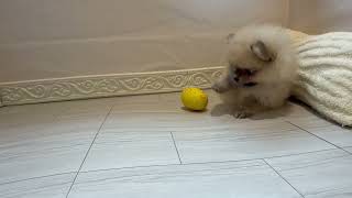ポメラニアンの動画01