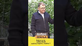 Kakve su to LONG KEJN SADNICE - kada se sade kad se BERE ? Kako ? #berba #malina #kupina #plsatenik