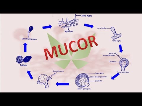 a mucor parazita vagy szaprofita