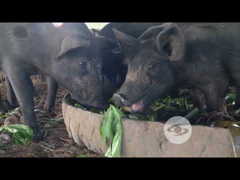 Manejo sustentable del cerdo criollo | La Finca de Hoy