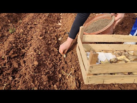 SADNJA KROMPIRA - Najbolji savjeti