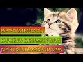 Kisah Nabi Muhammad Saw Keistimewaan Kucing Rosulullah