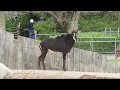 Sable Antelope At Copenhagen Zoo 02 05 23
