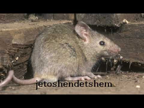 Keni minj ne shtepi, largojini me kete perberes qe te gjithe e keni afer