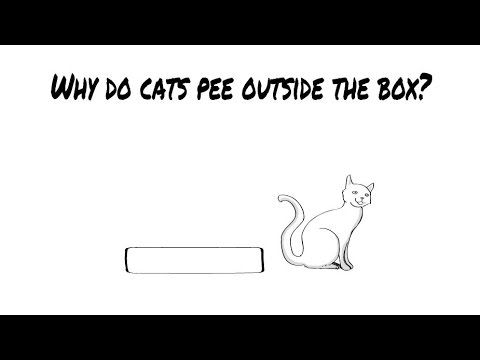 why cats spray around the house