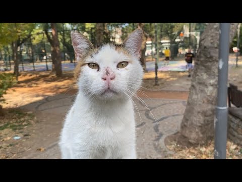 Stray cat with injured nose