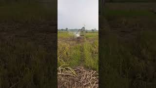 Download lagu pemandangan sawah di sore hari mp3 Download lagu pemandangan sawah di sore hari mp3