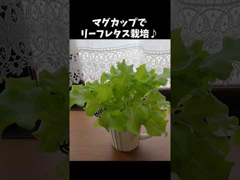 健康で豊かな収穫のために、春レタスをいつ、どのように播種すればよいでしょうか?  庭園