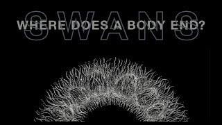 Swans: Where Does A Body End?