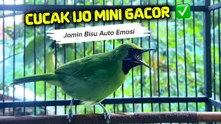 Download lagu Pancingan cucak ijo mini biar cepat gacor mp3