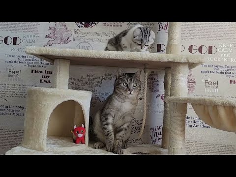 Little kitty Lola attacks Daddy Cat and makes him play