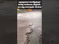 Chennai Devotees Parvathamalai Temple Caught In Heavy Flood Sun News