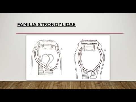 Tema 8   Orden Strongylida parte 1