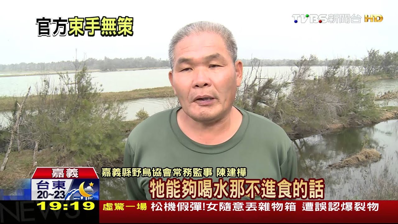 救「綁嘴」黑琵!黑網依舊纏住 活動力尚強