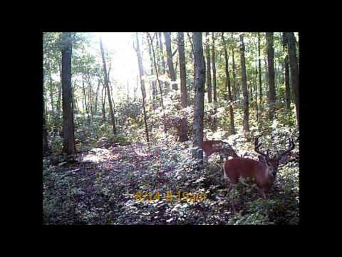 Falling Leaf Outfitters 2015 Deer Cams 