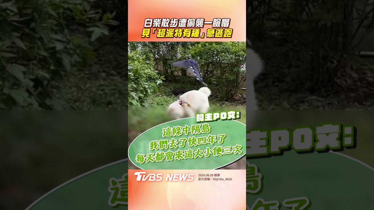 影音/白柴散步狂被台灣藍鵲偷襲! 「秒變不嘻嘻」網笑:太萌了