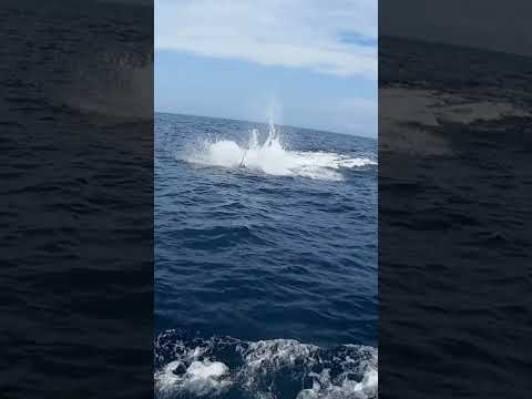 EPIC BLUE MARLIN BATTLE - ROCKSTAR OFFSHORE TOURNAMENT COSTA RICA