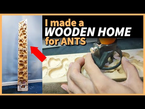 Home made ANT FARM | D colony