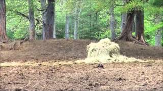 Paddock Paradise Part 2 Geri White: A walk around the Blue Star Equiculture Paddock Paradise