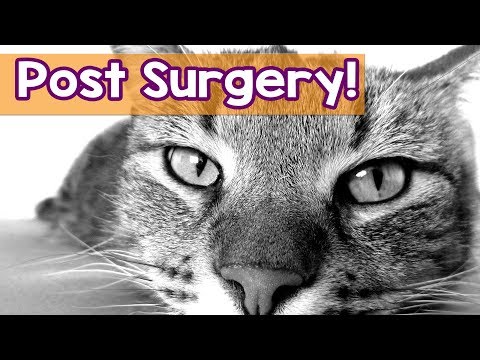 Cat Music! Music to Relax Your Cat After Surgery! The Best Post Surgery Music and Lullabies For Cat!