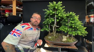 Japanese Larch Bonsai Forest - Summer Pruning and Tidy Up