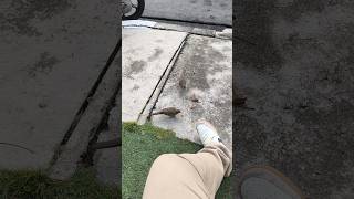 バンコクでよく見かけるこの鳥はチョウショウバトというらしい。よくうちの居間に入ってくるし、ここまで近づくって警戒心ないのかね。