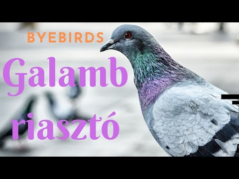 eszköz a térdízületbe való beillesztéshez szövődmények és fájdalom a csípőpótlás után